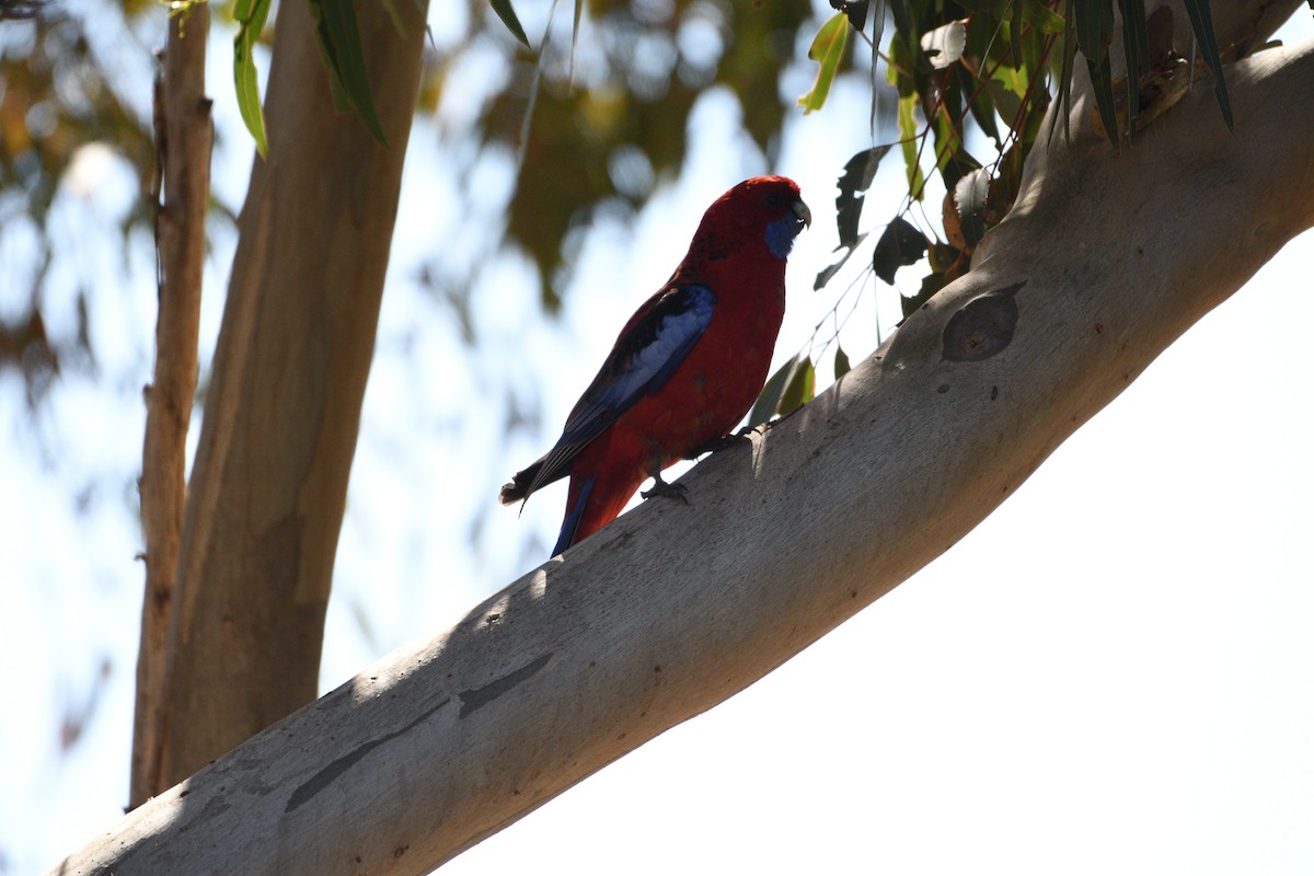 Crimson Rosella (Crimson) - Ken Crawley