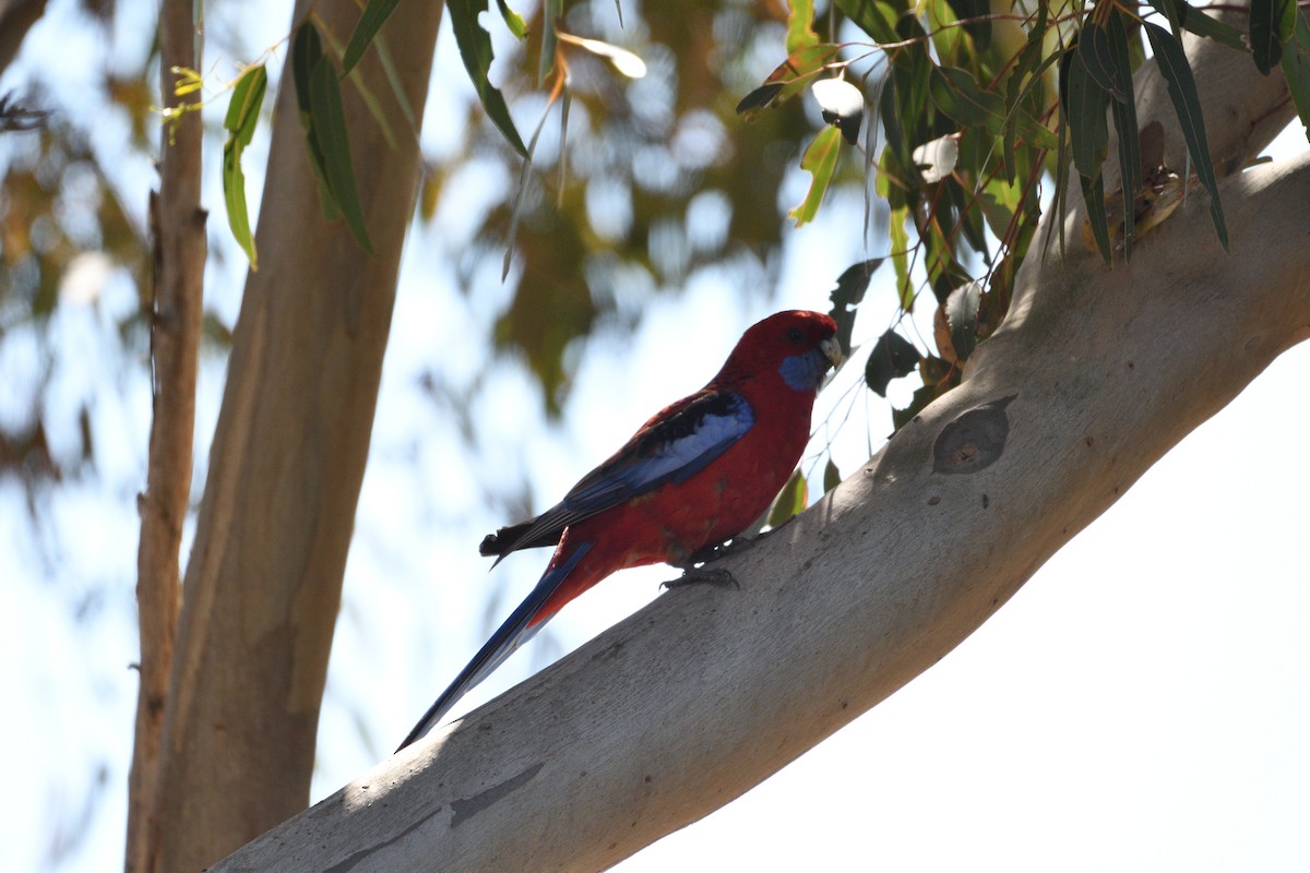 Crimson Rosella (Crimson) - Ken Crawley