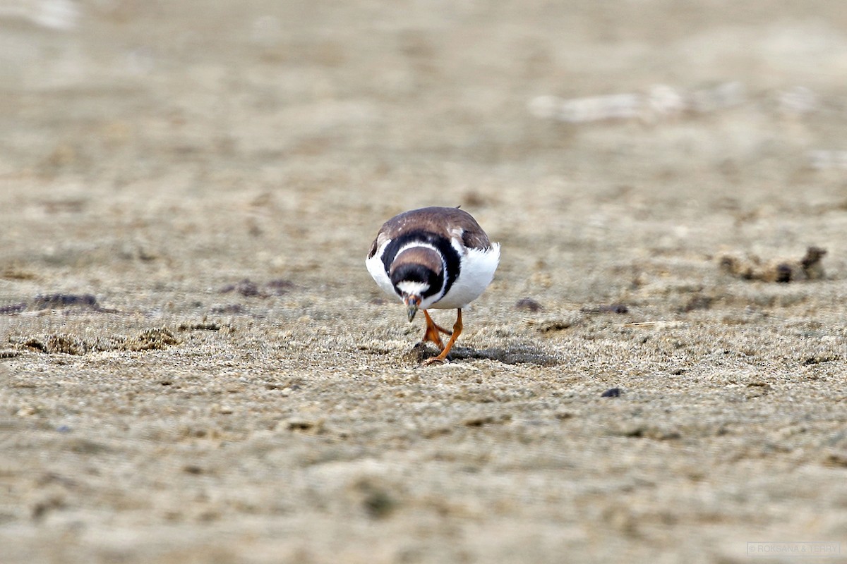 Semipalmated Plover - ML180643941