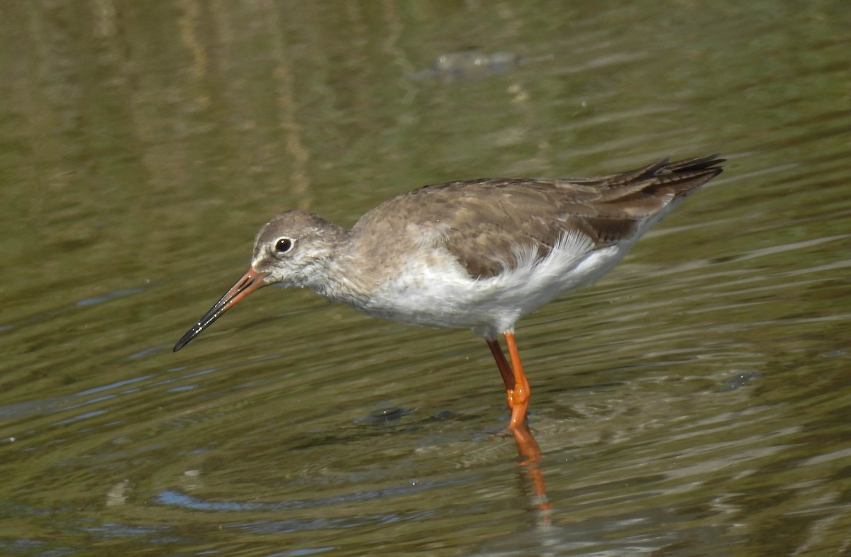 Common Redshank - Sahana M