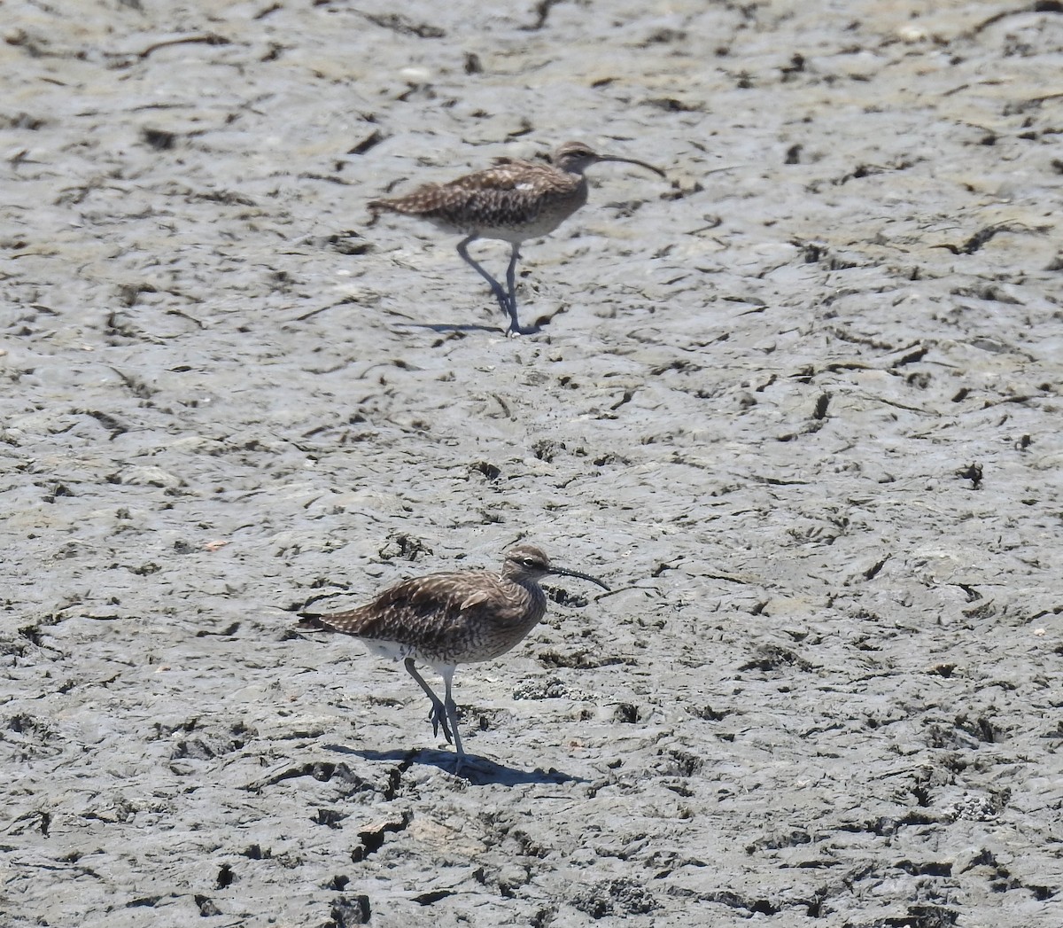 Regenbrachvogel - ML180646031