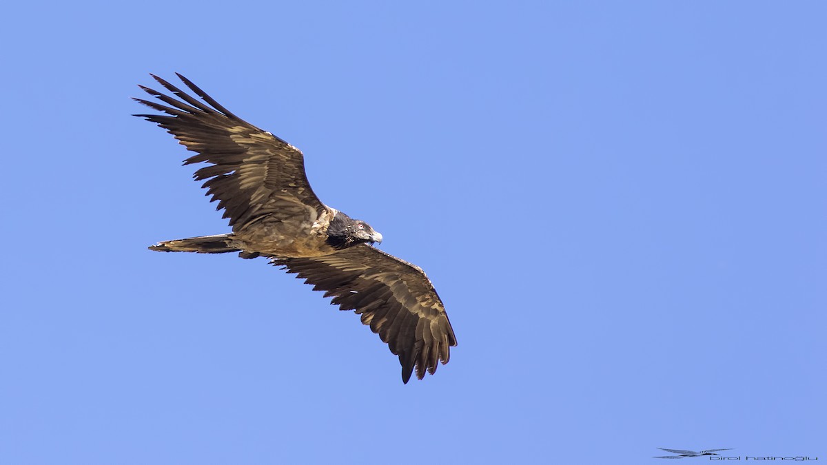 Bearded Vulture - ML180646761