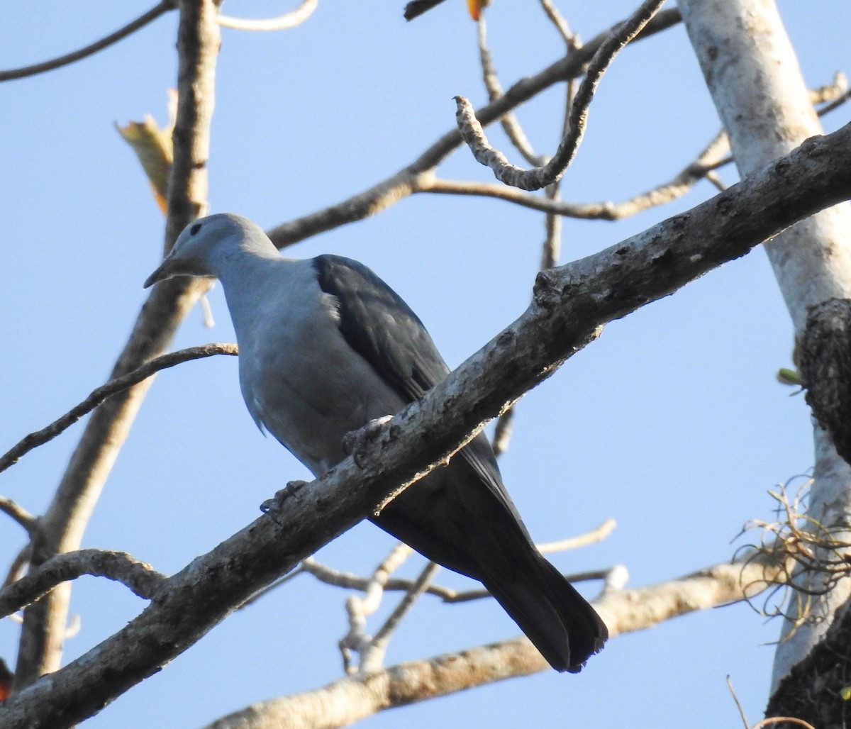 Nicobar Imperial-Pigeon - Sahana M