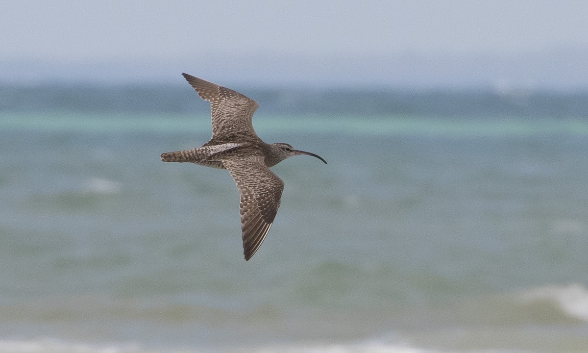 Whimbrel (Siberian) - ML180647091