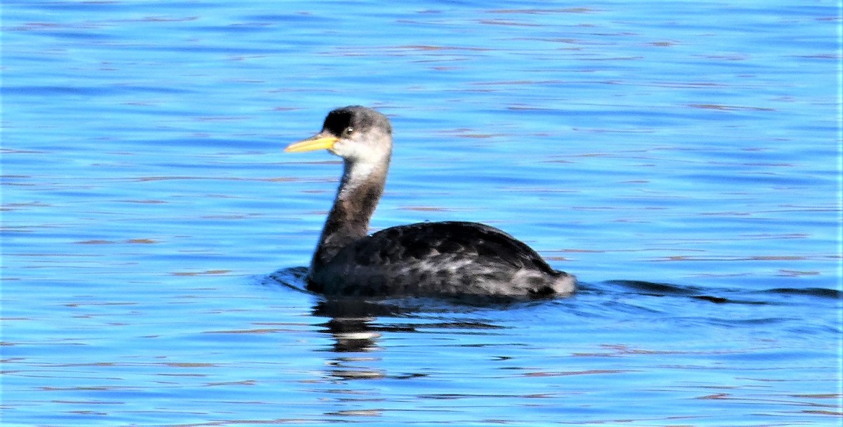 Red-necked Grebe - ML180647311