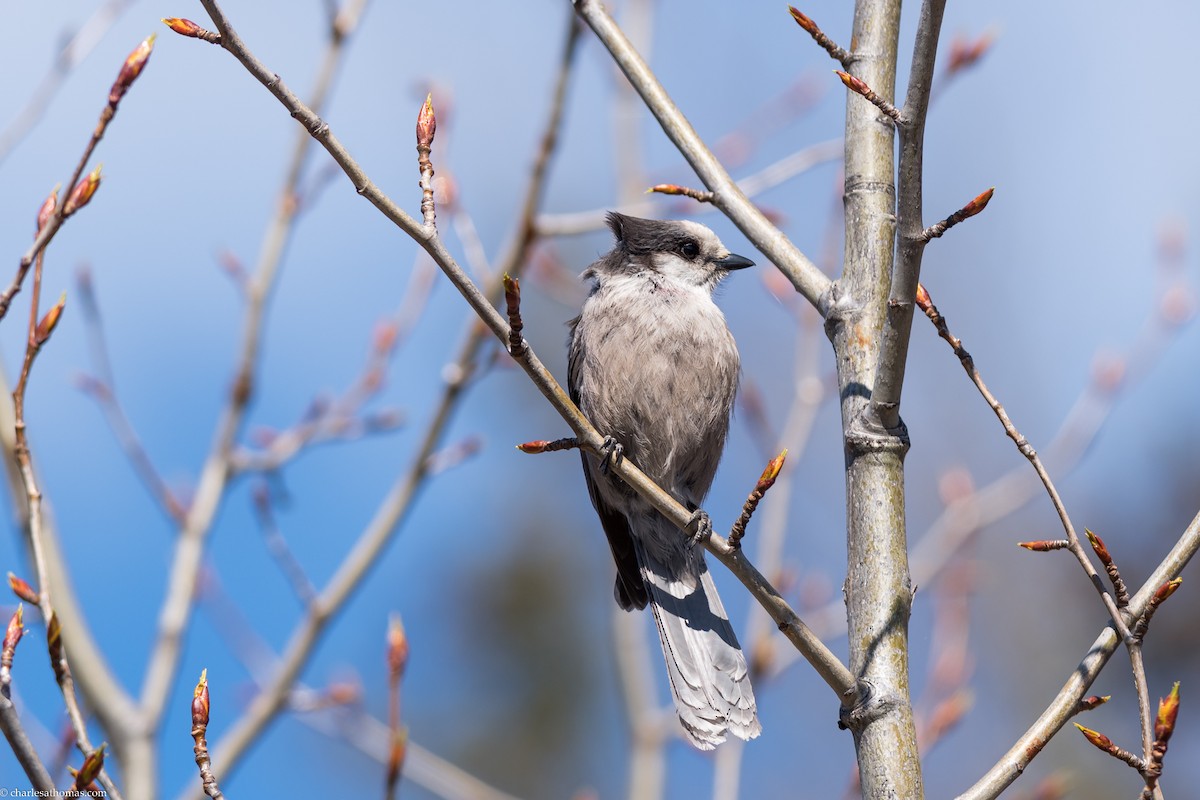 Canada Jay - ML180647581