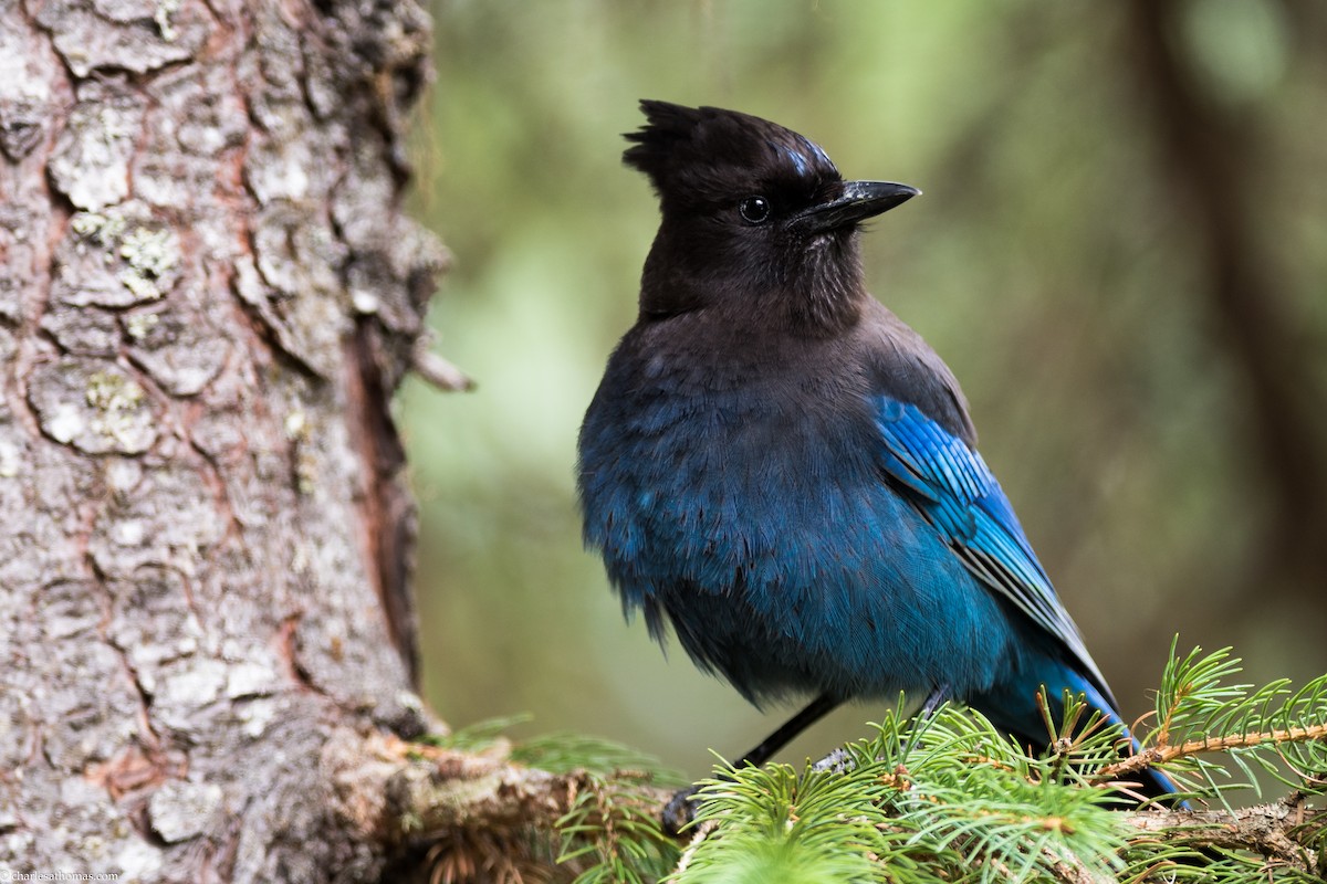 Steller's Jay - ML180647631