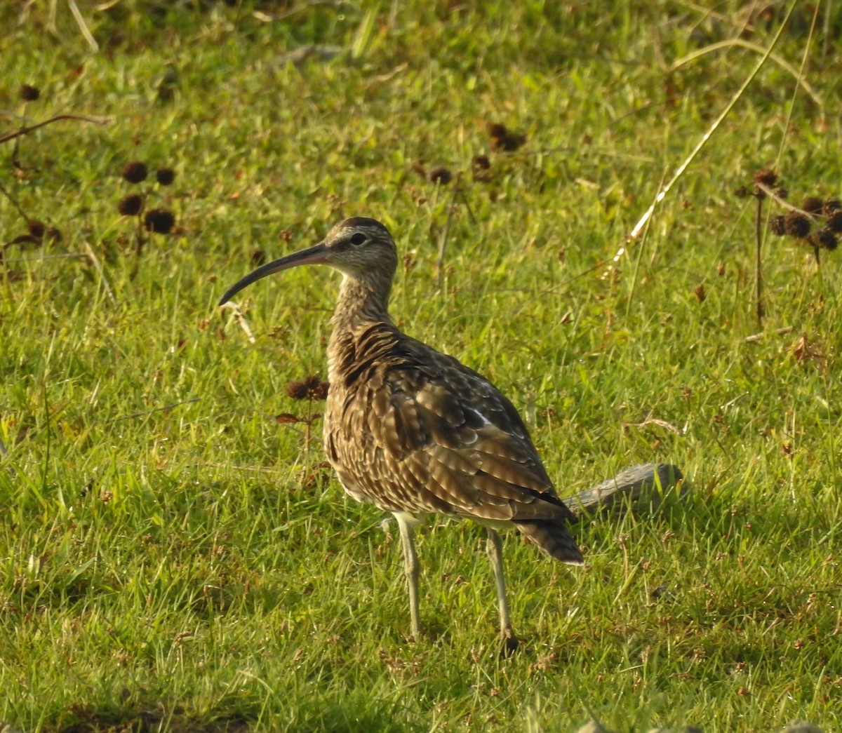 Whimbrel - ML180647971