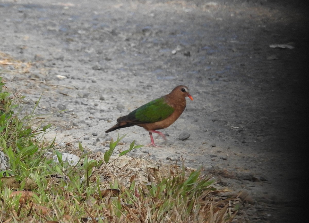 Asian Emerald Dove - ML180648211