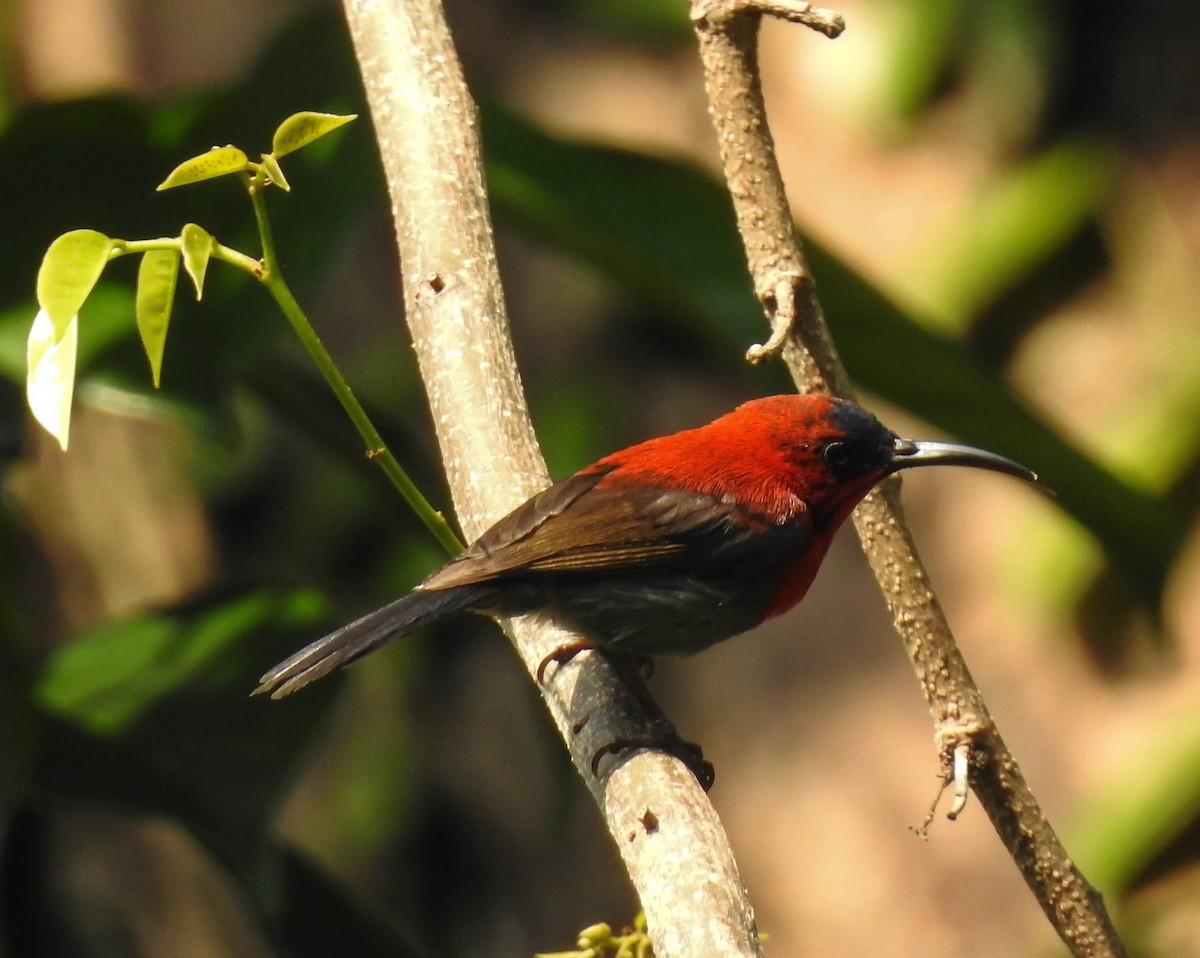 Crimson Sunbird - Sahana M