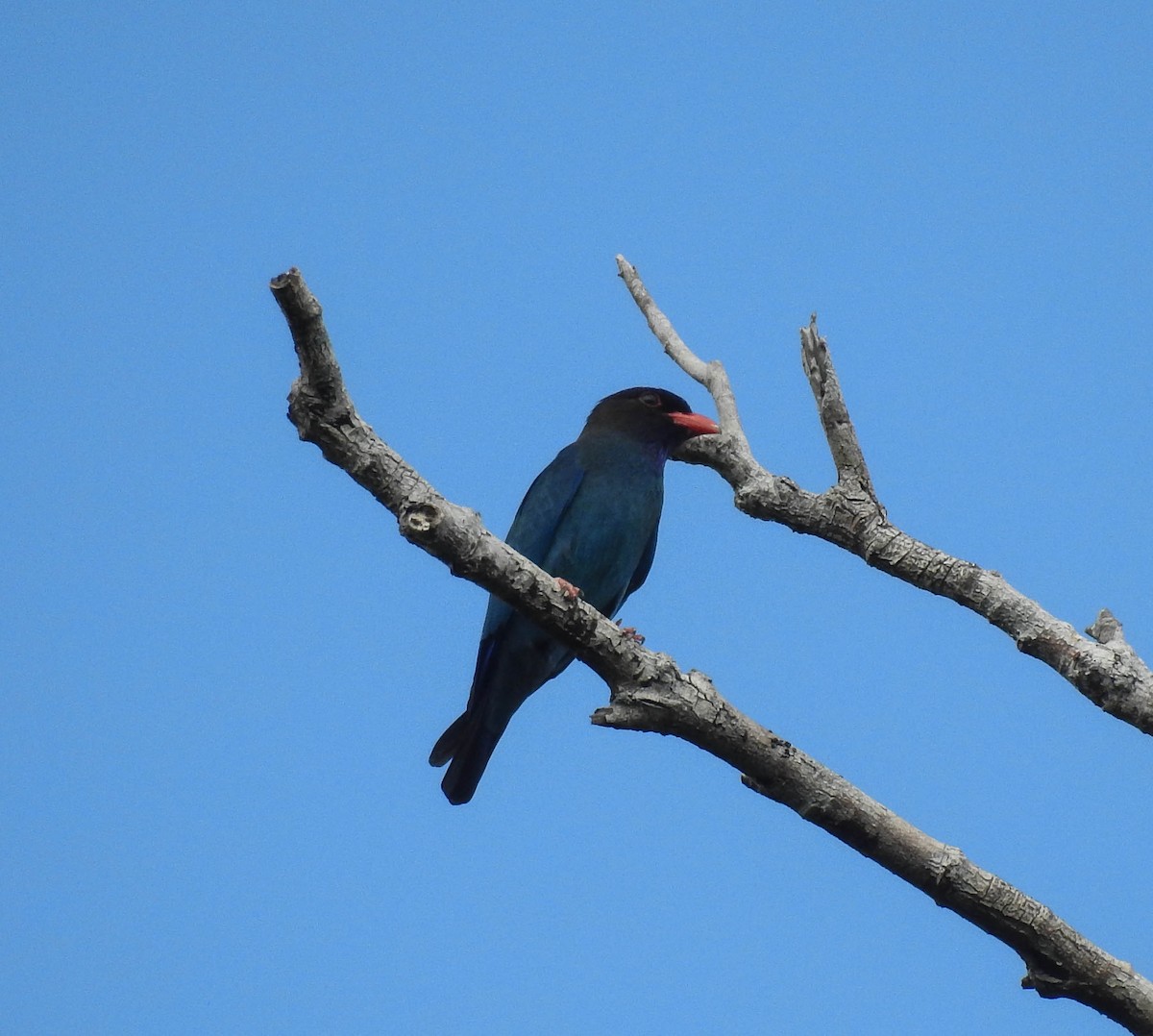 Dollarbird - ML180649101