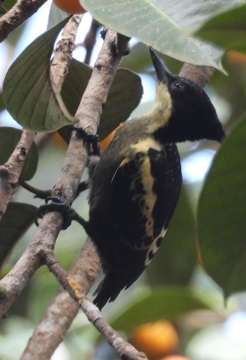 Heart-spotted Woodpecker - Nicholas Iyadurai