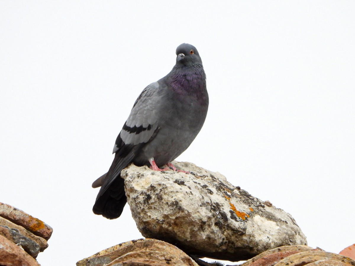 Rock Pigeon (Feral Pigeon) - Aitor Zabala