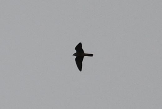 Peregrine Falcon (North American) - ML180651131