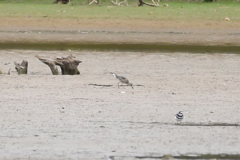 American Golden-Plover - ML180651221