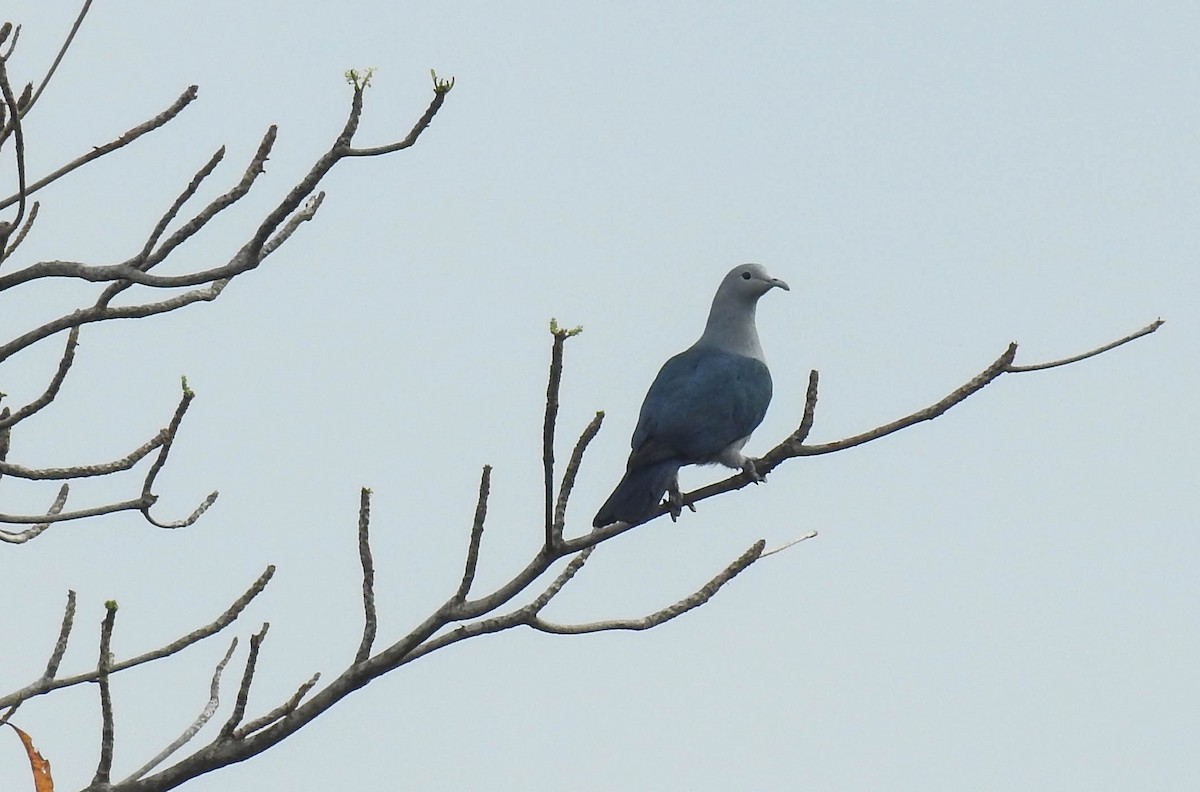 Nicobar Imperial-Pigeon - Sahana M