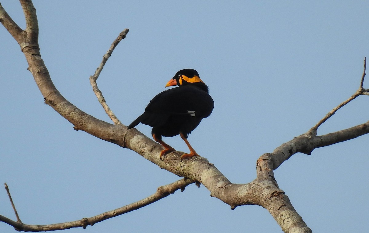 Common Hill Myna - ML180651931