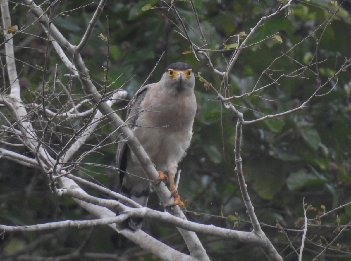 Nicobar Serpent-Eagle - ML180652331