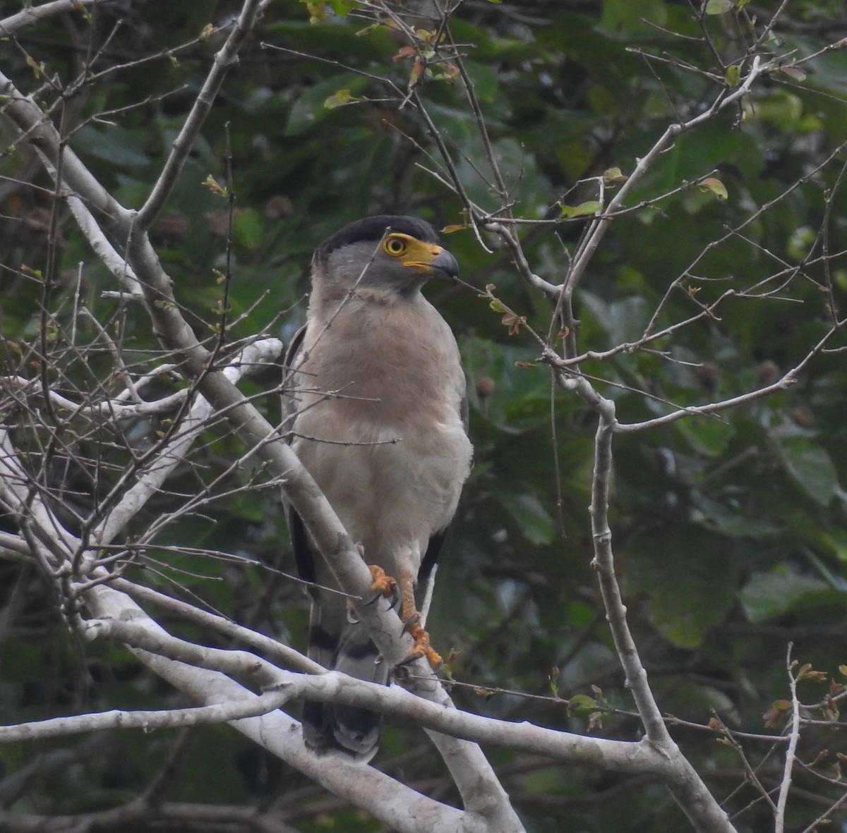 Nicobar Serpent-Eagle - ML180652351