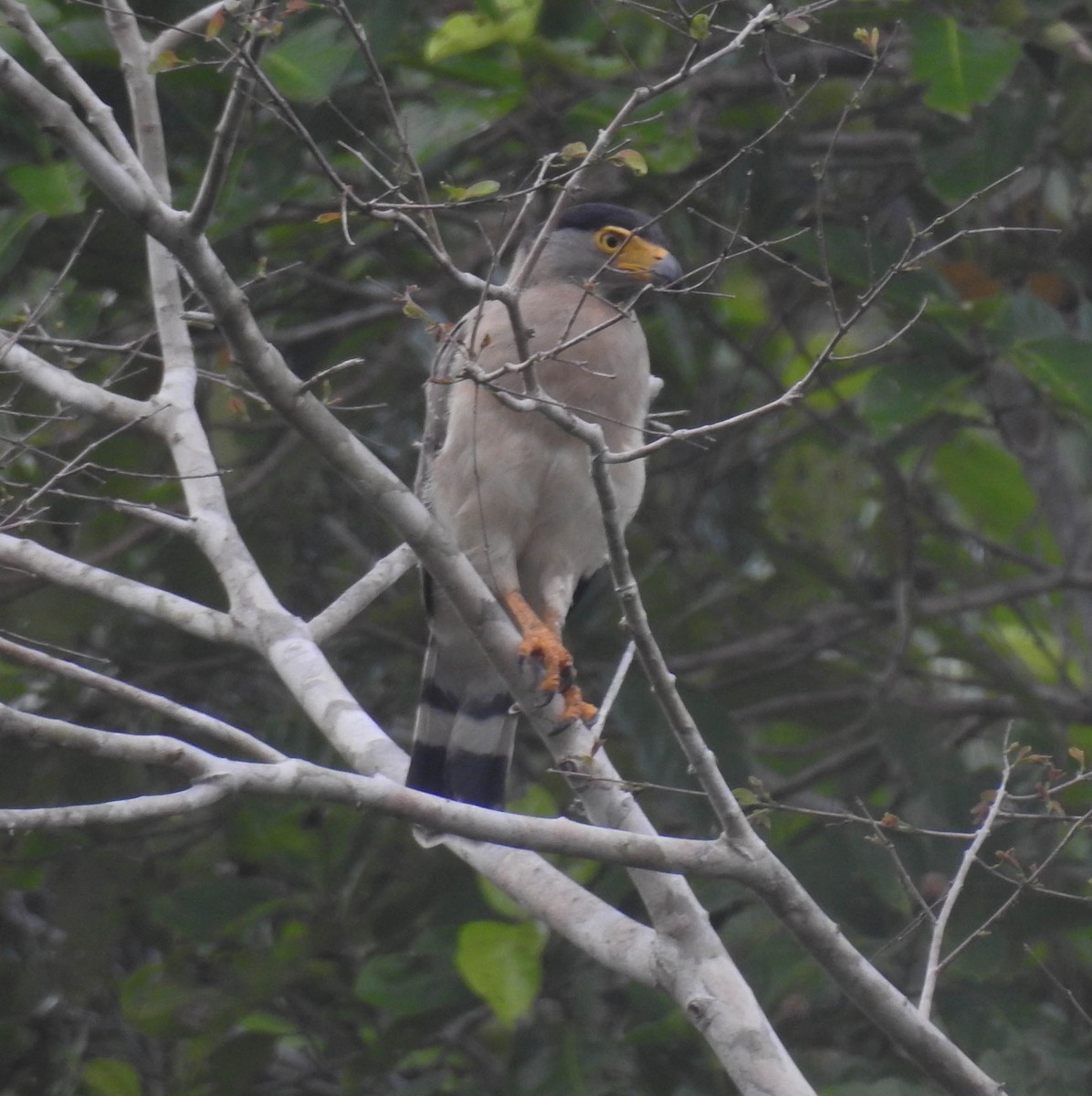 Nicobar Serpent-Eagle - ML180652361