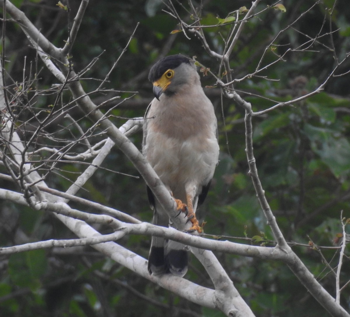 Nicobar Serpent-Eagle - ML180652391