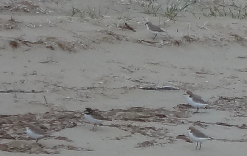 Semipalmated Plover - ML180652711