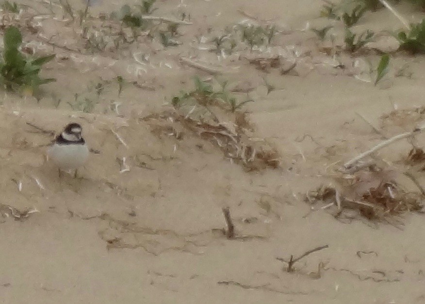 Semipalmated Plover - ML180652721