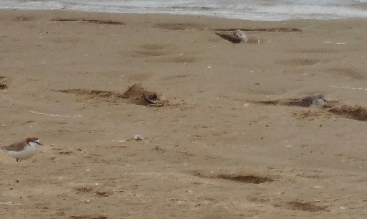 Semipalmated Plover - ML180652731