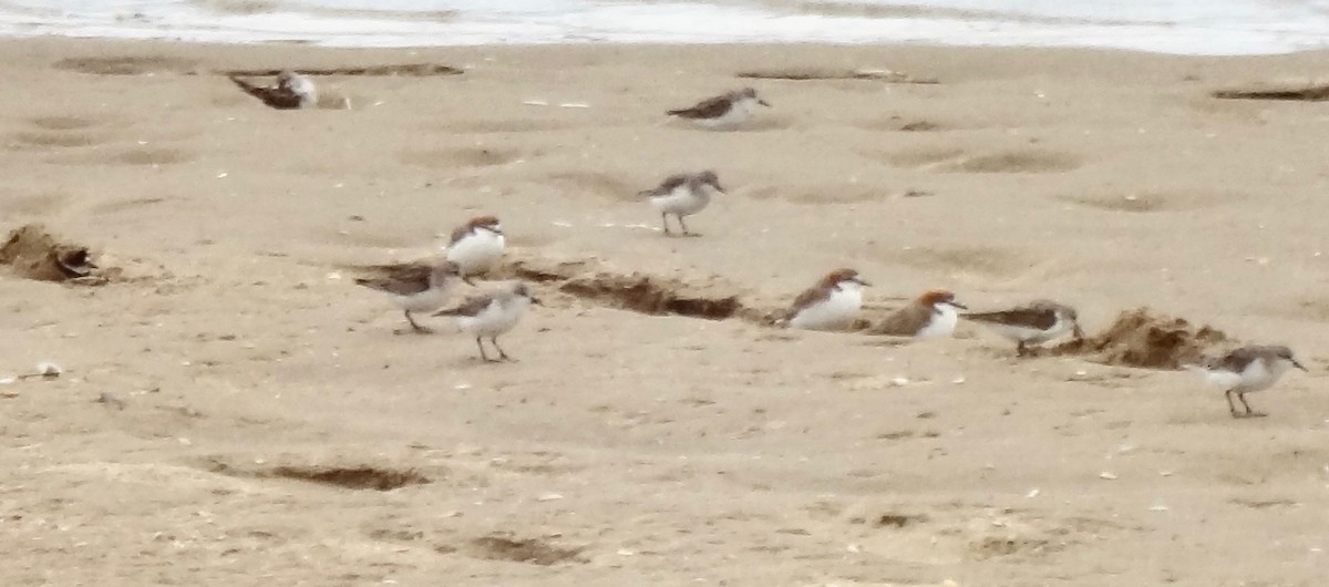 Semipalmated Plover - ML180652741