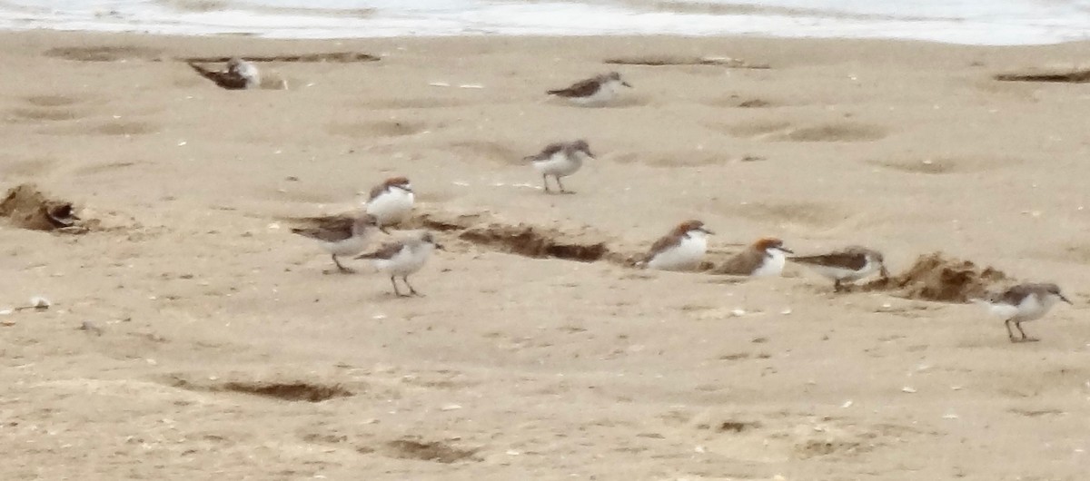 Semipalmated Plover - ML180652741