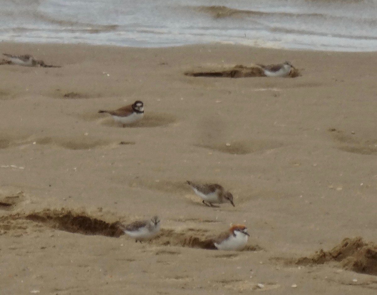 Semipalmated Plover - ML180652751