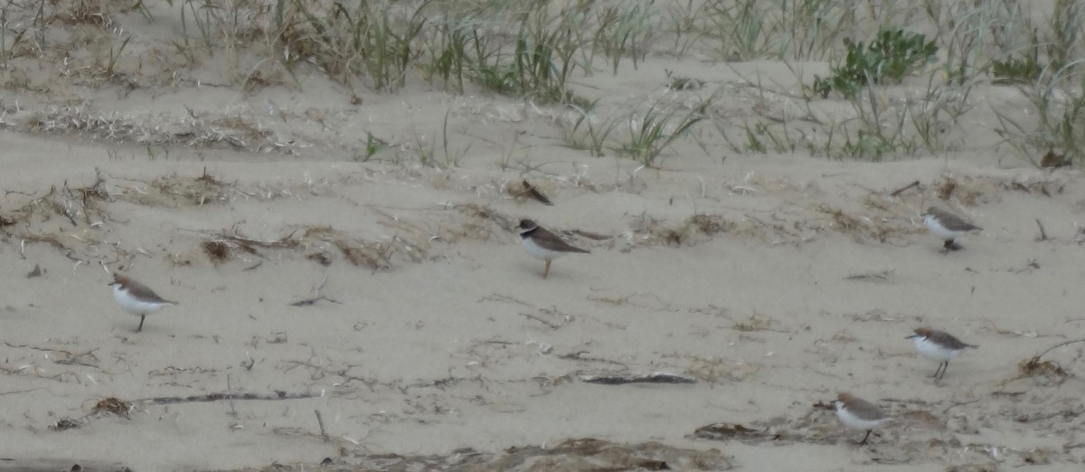 Semipalmated Plover - ML180652761