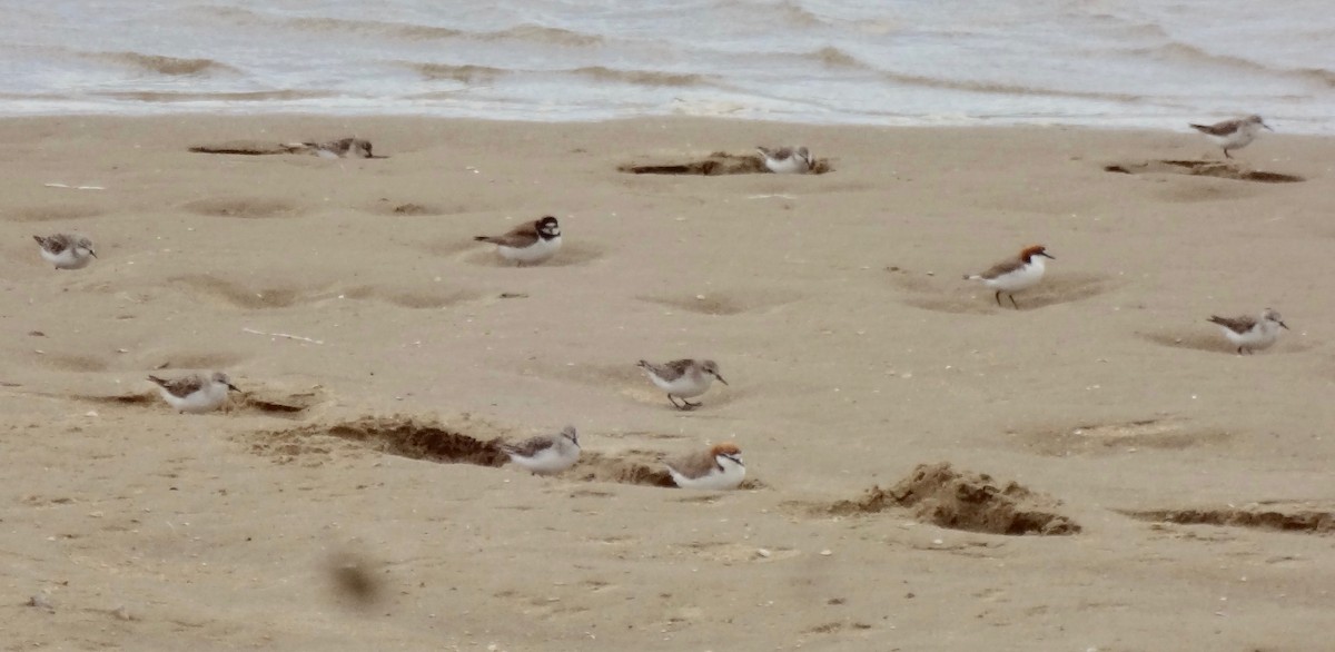 Semipalmated Plover - ML180652771