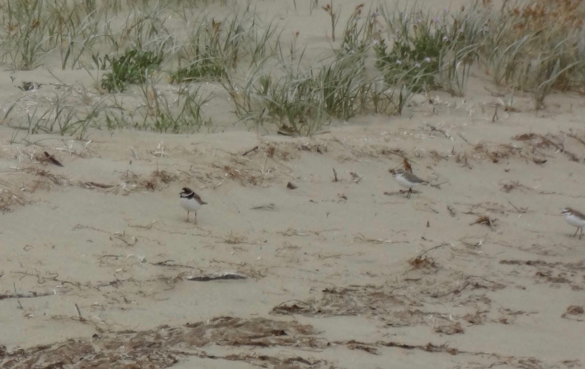 Semipalmated Plover - ML180652781