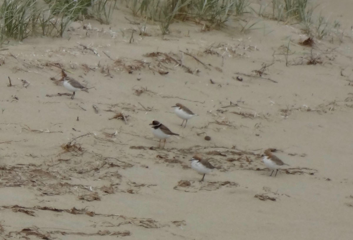Semipalmated Plover - ML180652801