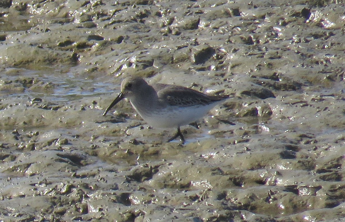 Dunlin - Bennie Saylor