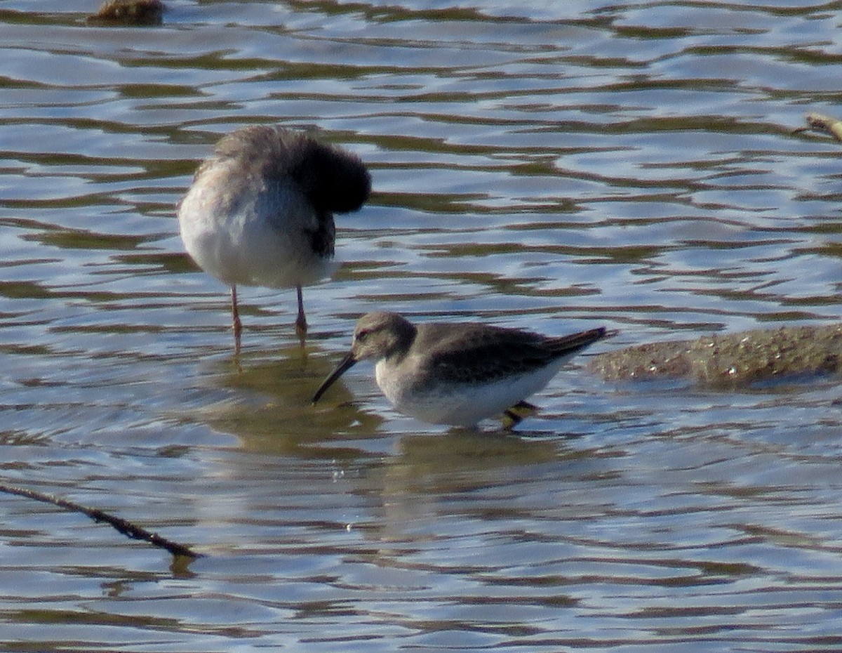 Dunlin - Bennie Saylor