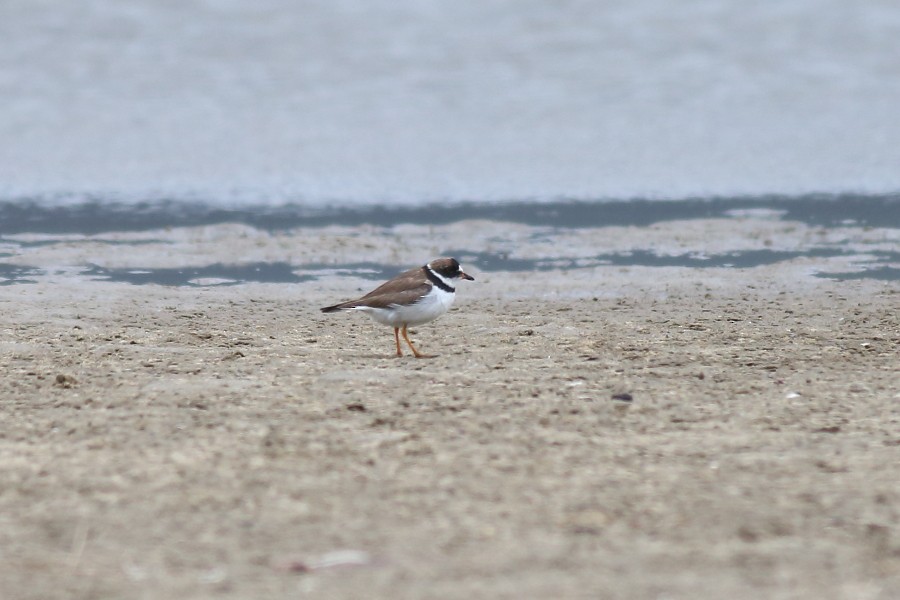 Semipalmated Plover - ML180653761