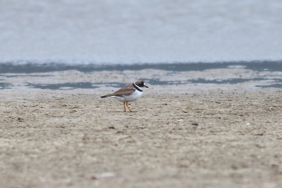Semipalmated Plover - ML180653761