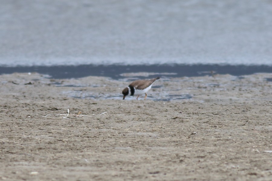 Semipalmated Plover - ML180653781