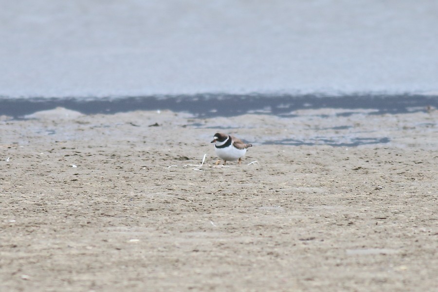 Semipalmated Plover - ML180653801