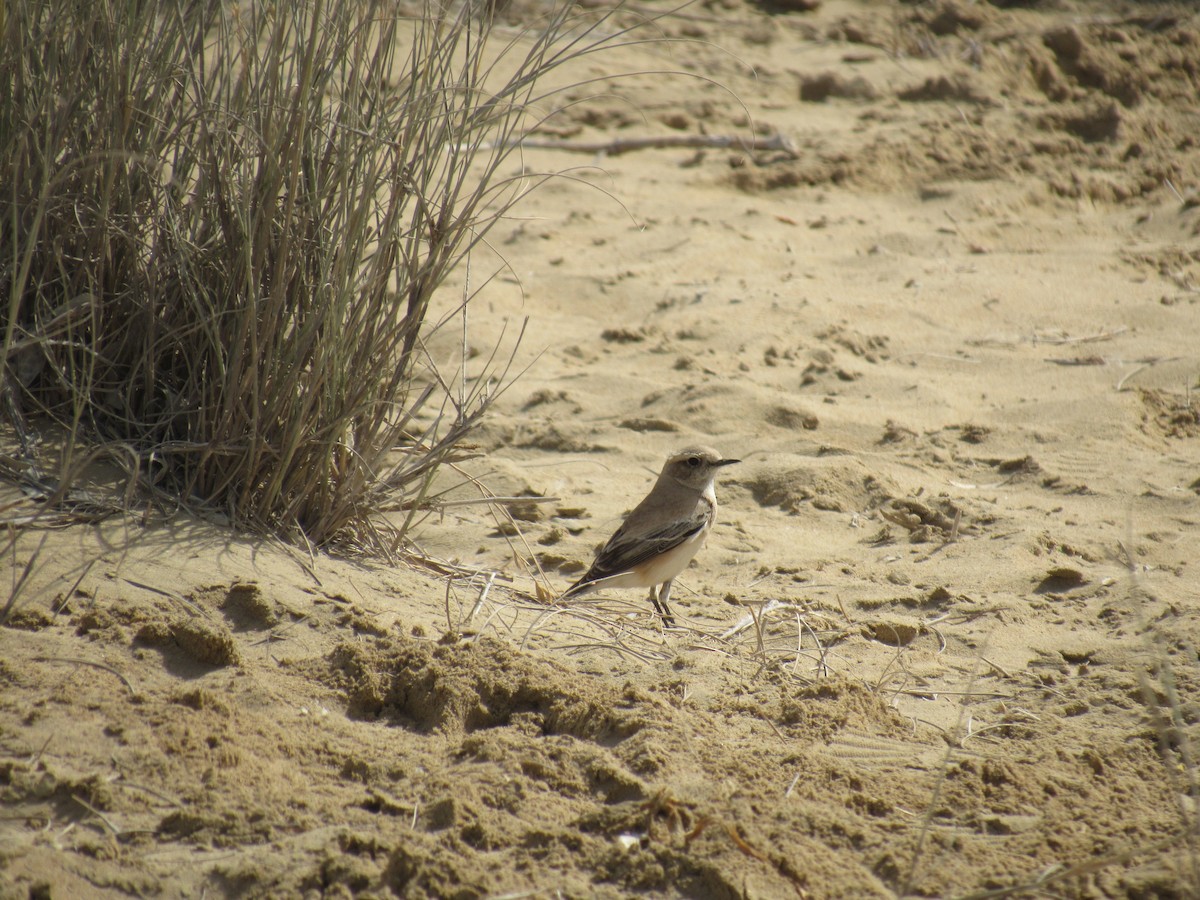 Variable Wheatear - ML180654061