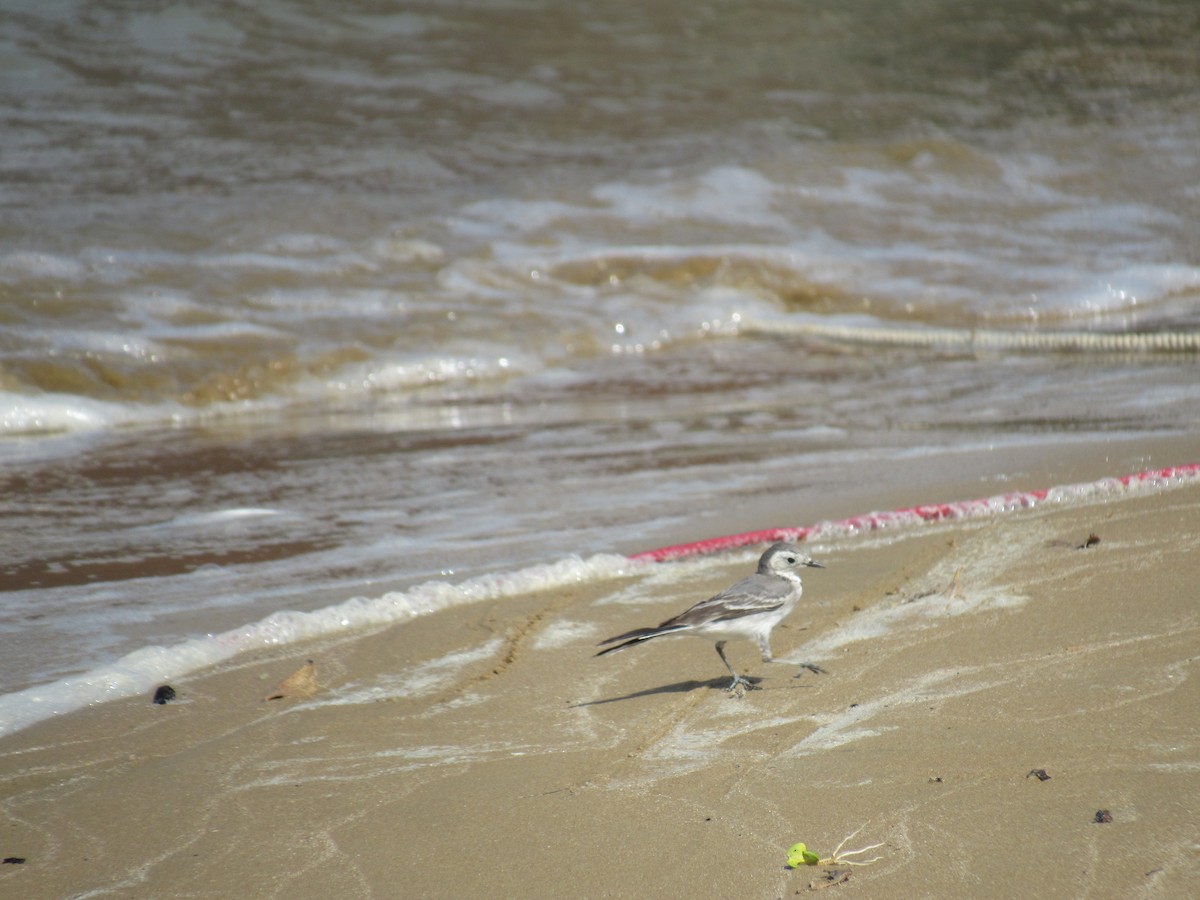 White Wagtail - ML180654321