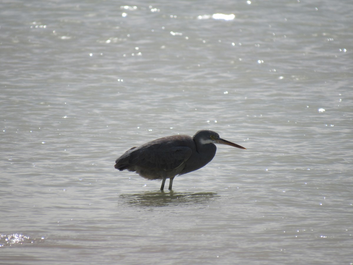 Western Reef-Heron - ML180654651