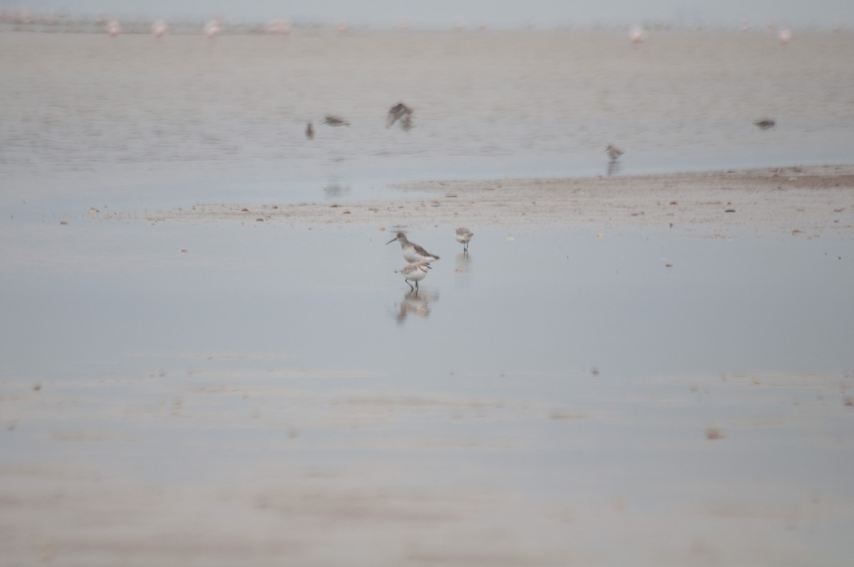 Chestnut-banded Plover - ML180655601