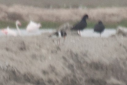 Eurasian Oystercatcher - ML180656431