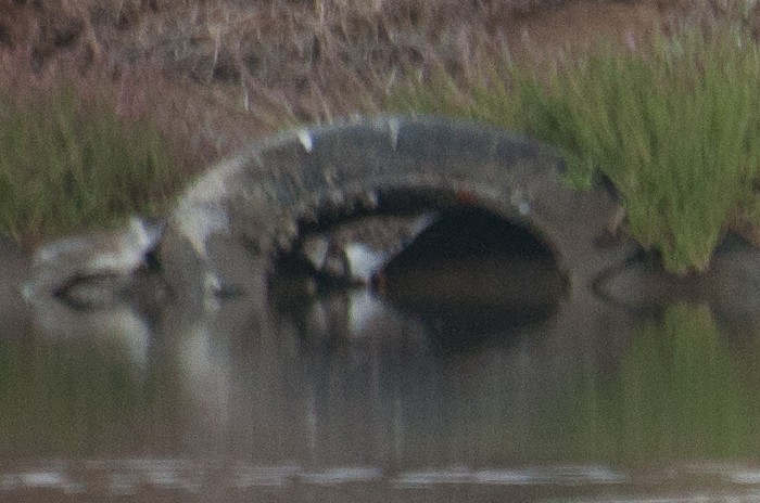 Ruddy Turnstone - ML180657551