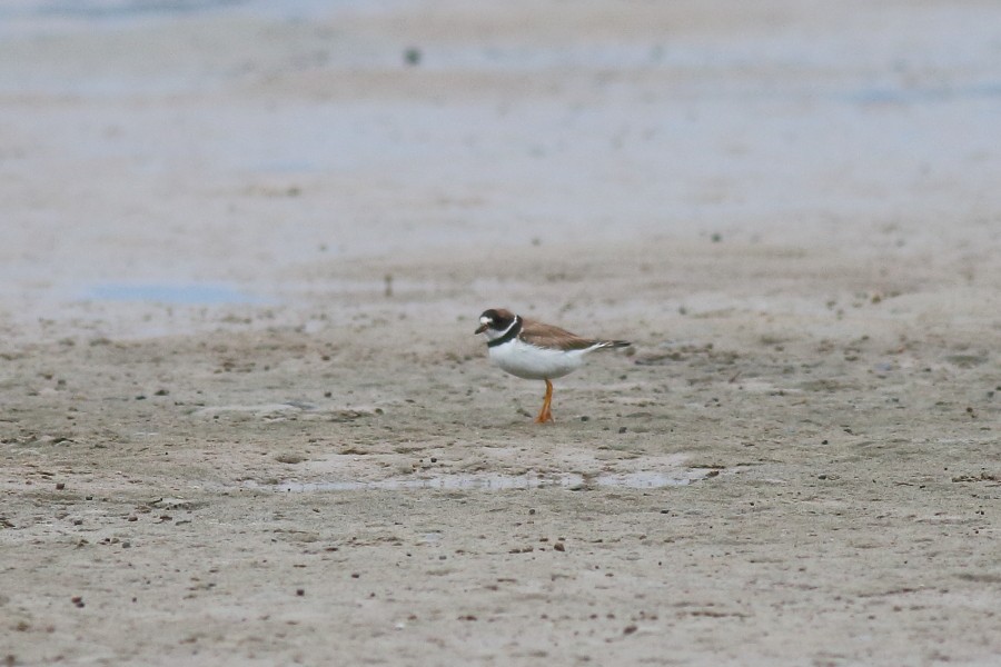 Semipalmated Plover - ML180657681