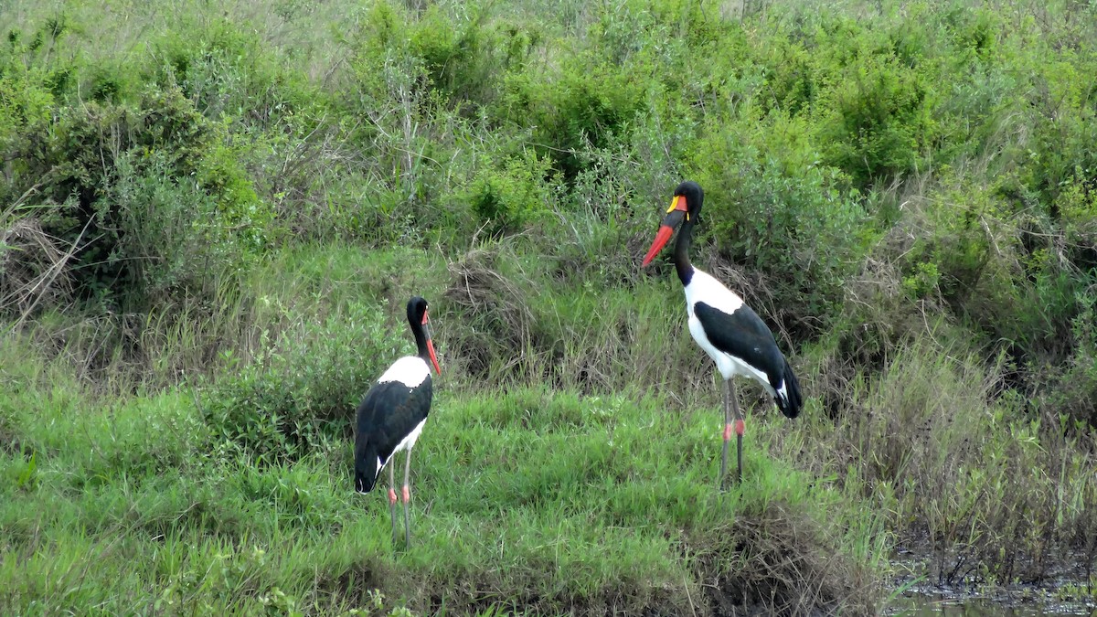 Saddle-billed Stork - ML180659521