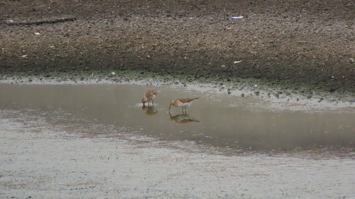 Pectoral Sandpiper - Lois Stacey